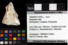 Foto (Objket + Etiketten) von Decapoda indet. 